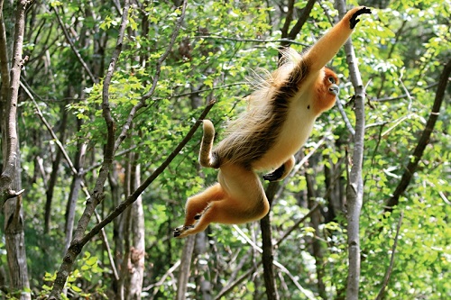 秦岭金丝猴行为习性_秦岭金丝猴毛色特征_定风猴在哪里生活