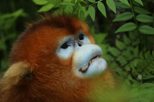 定风猴在哪里生活_金丝猴保护现状_金丝猴种类分布