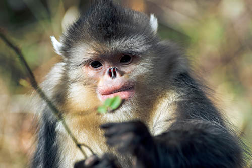 金丝猴保护现状_金丝猴种类分布_定风猴在哪里生活