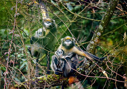 金丝猴保护现状_定风猴在哪里生活_金丝猴种类分布