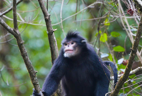 金丝猴种类分布_金丝猴保护现状_定风猴在哪里生活