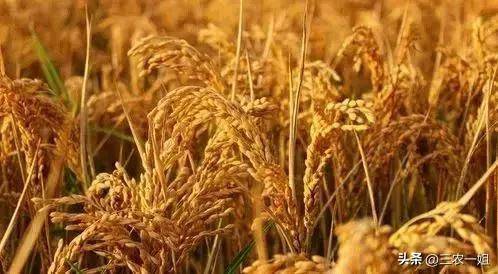 2023年小麦最低收购保护价格_最低收购价小麦收购费用是补贴收入吗_2023年水稻最低收购保护价格