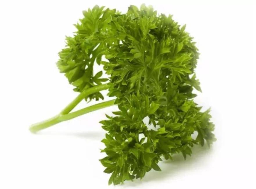 莳萝草披萨草迷迭香百里香用法区别_披萨草是什么东西