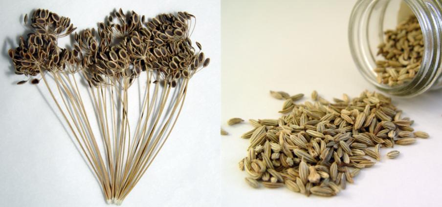 莳萝草披萨草迷迭香百里香用法区别_披萨草是什么东西