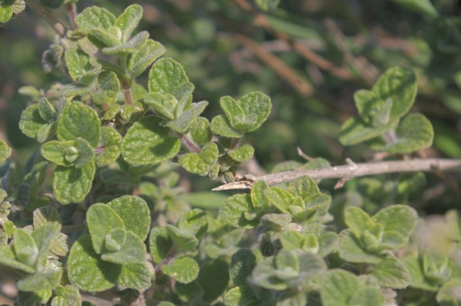 披萨草是什么东西_莳萝草披萨草迷迭香百里香用法区别