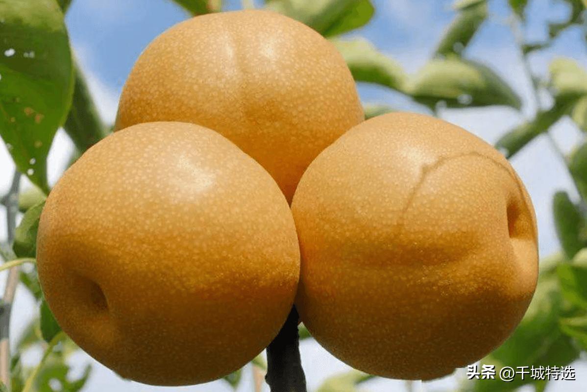 上海梨膏糖_上海的小吃特产有哪些_上海高桥松饼