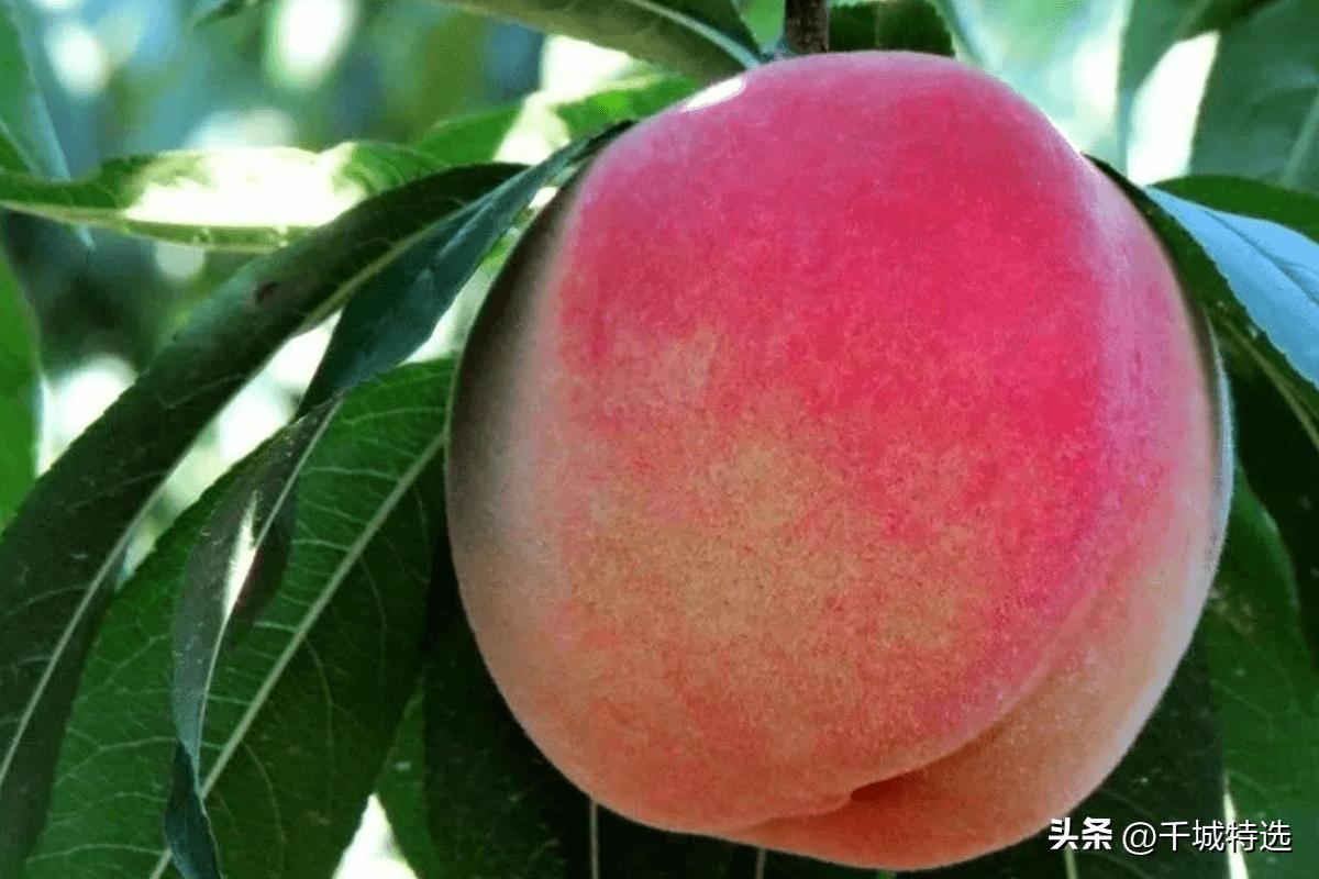 上海梨膏糖_上海高桥松饼_上海的小吃特产有哪些