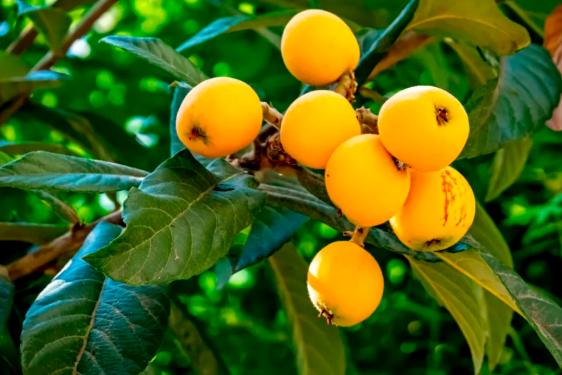 网友赞美美食佳肴的诗歌_人间烟火气最抚凡人心_美食诗词