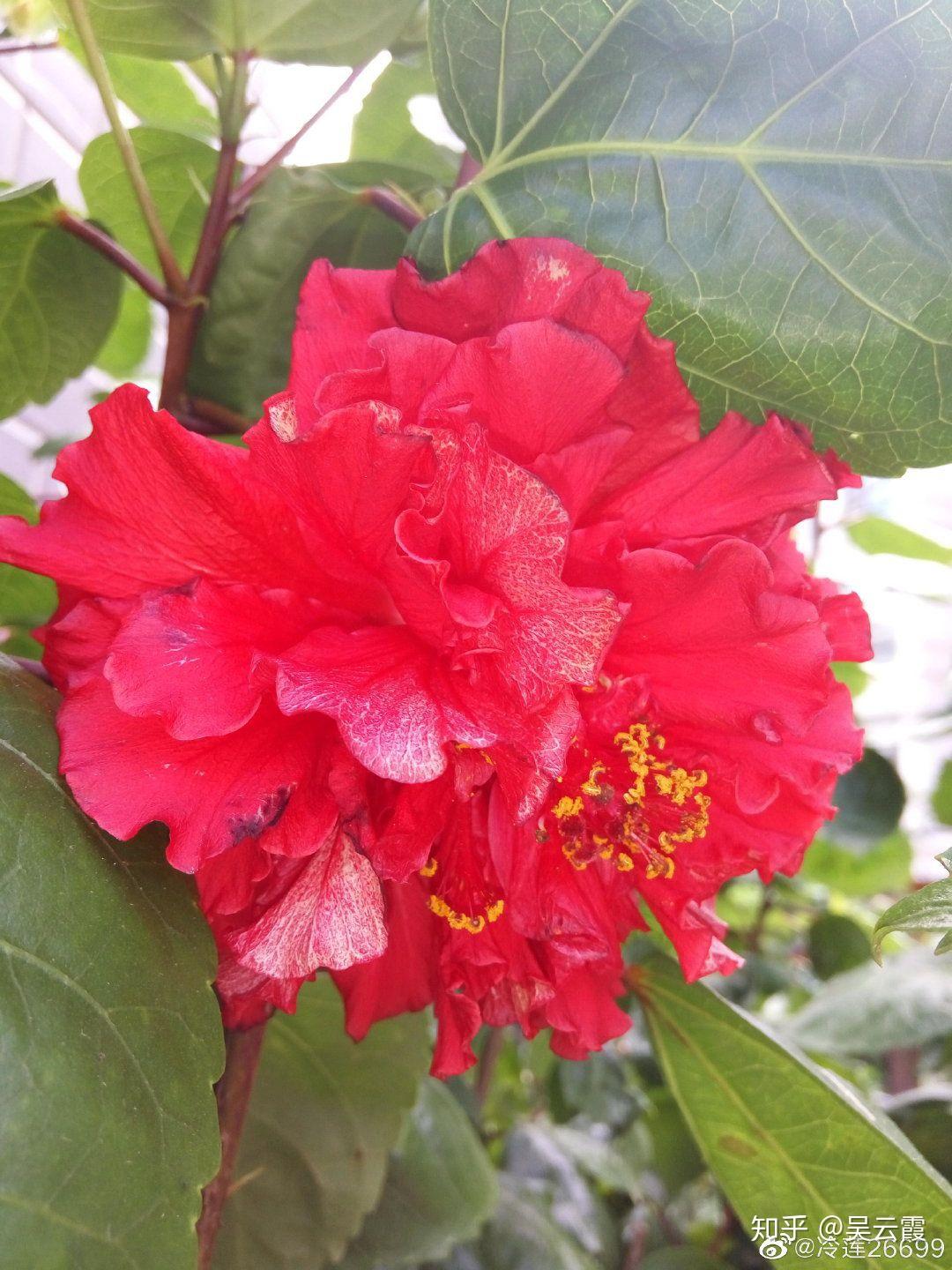 木槿花介绍_木槿花自助烤肉加盟_木槿花功效作用