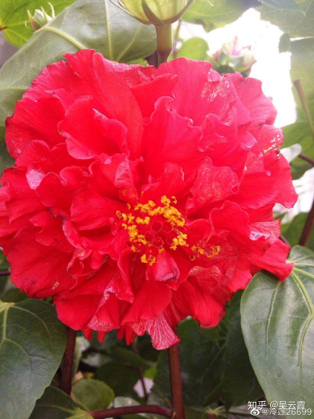 木槿花功效作用_木槿花介绍_木槿花自助烤肉加盟