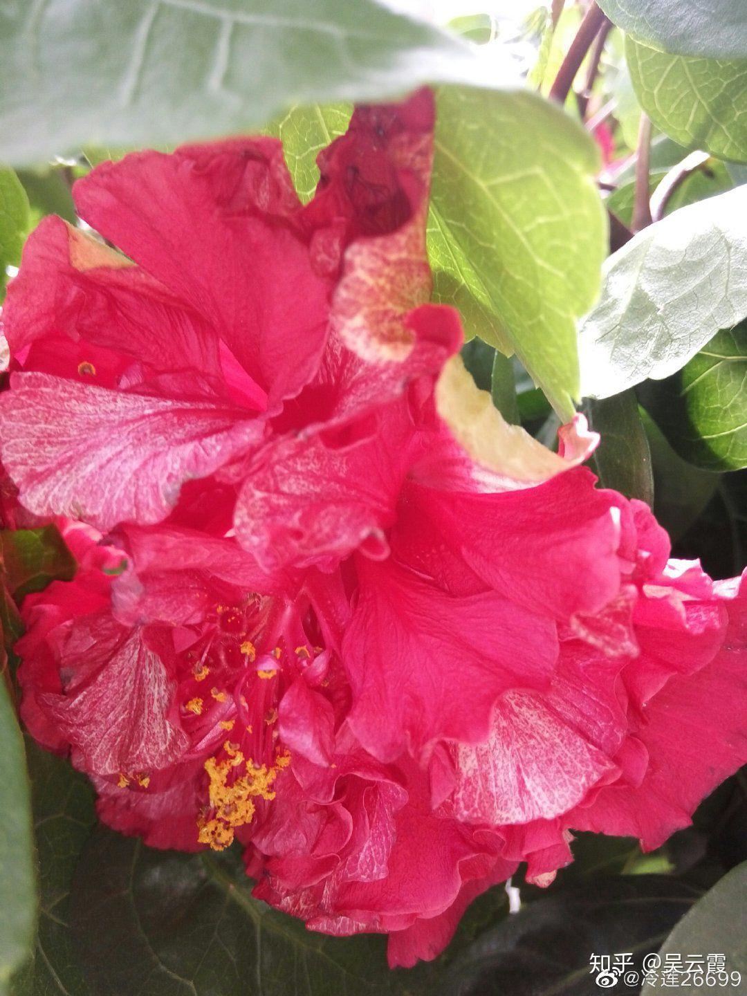 木槿花自助烤肉加盟_木槿花介绍_木槿花功效作用