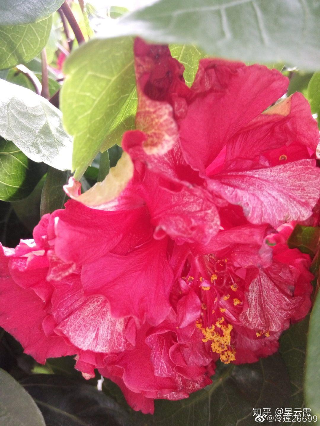 木槿花功效作用_木槿花自助烤肉加盟_木槿花介绍