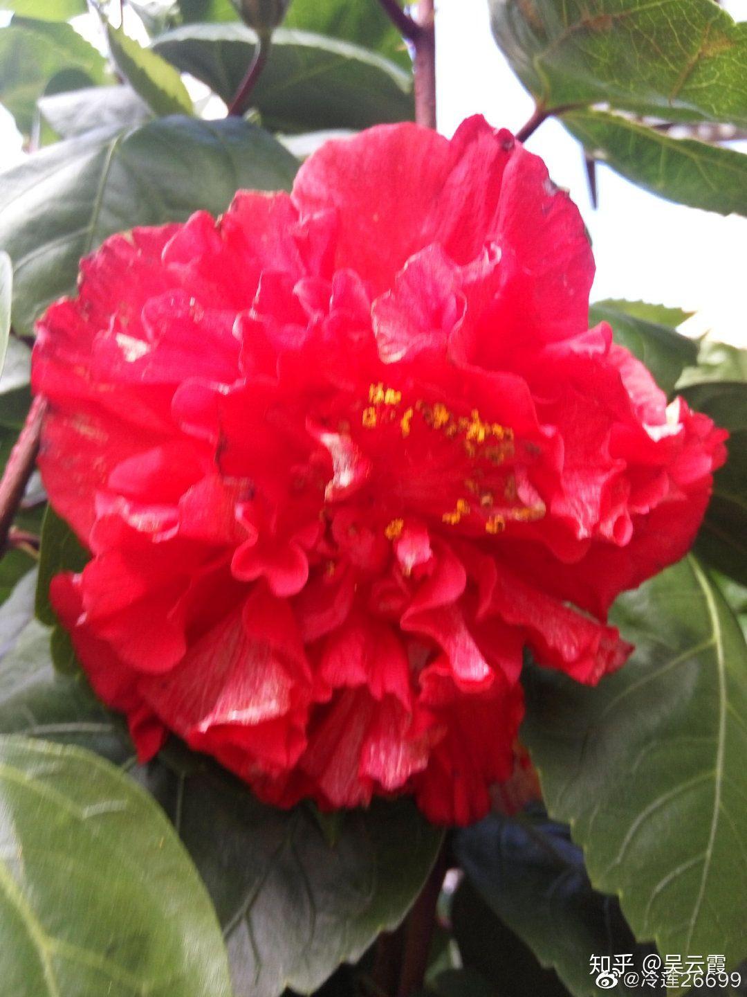 木槿花功效作用_木槿花介绍_木槿花自助烤肉加盟