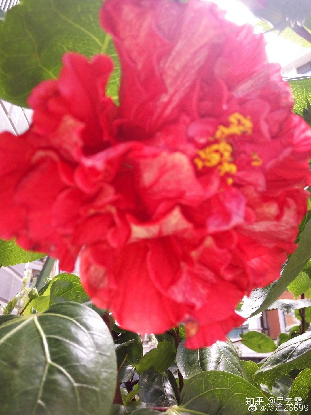 木槿花功效作用_木槿花介绍_木槿花自助烤肉加盟