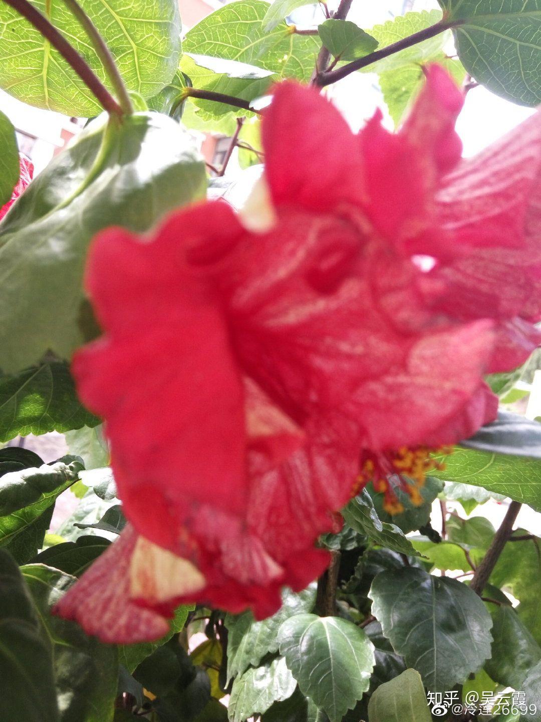 木槿花自助烤肉加盟_木槿花功效作用_木槿花介绍