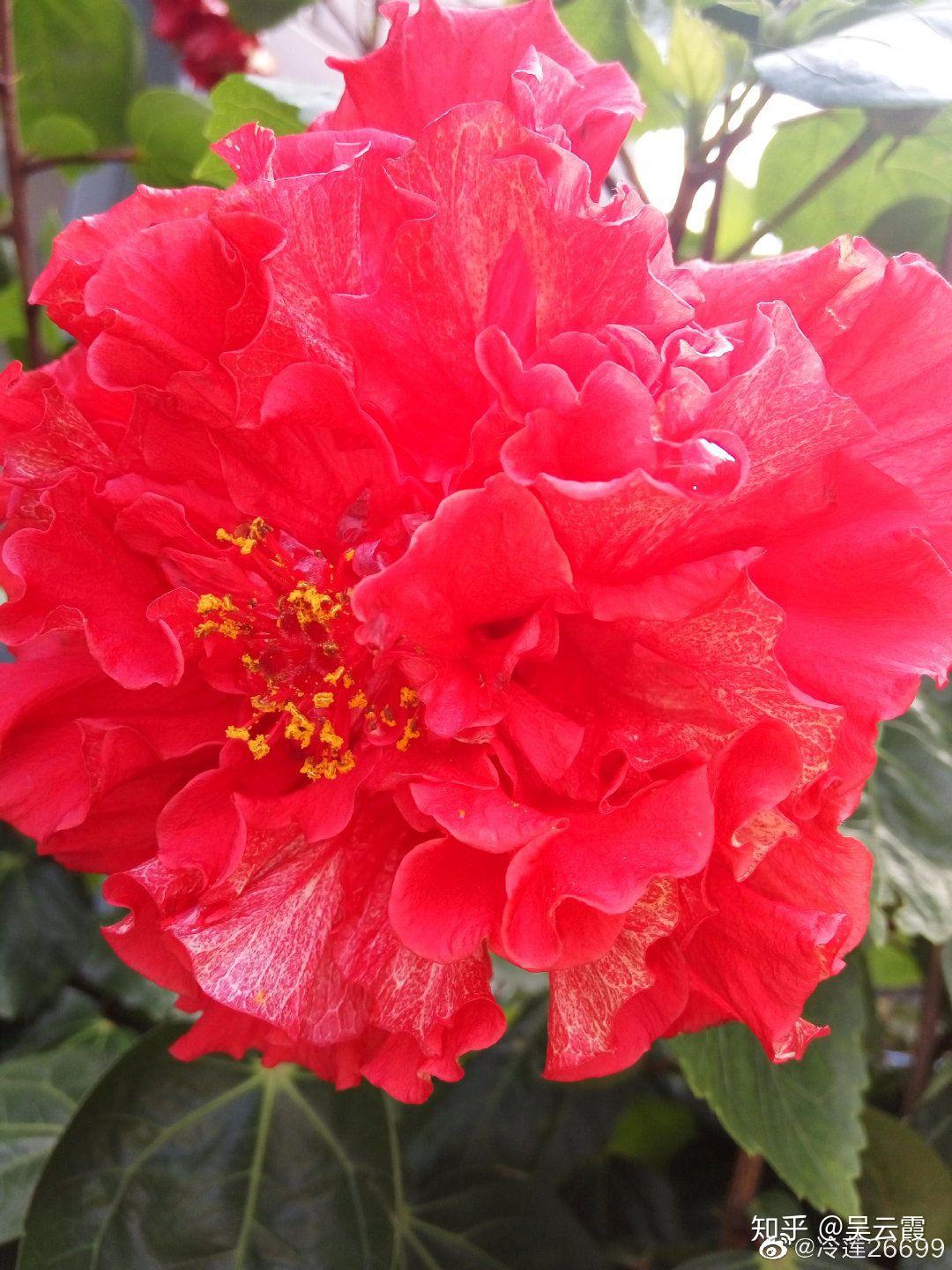 木槿花功效作用_木槿花自助烤肉加盟_木槿花介绍