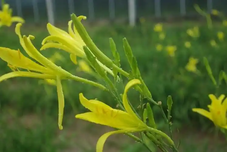 宿迁特产零食_宿迁美食文化_洋河酒厂蓝色经典