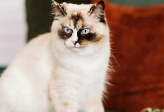 布偶和土猫杂交能长大吗