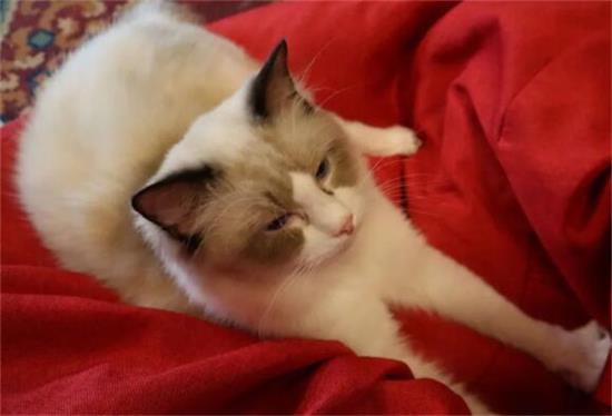 喂养布偶猫需要注意的事项