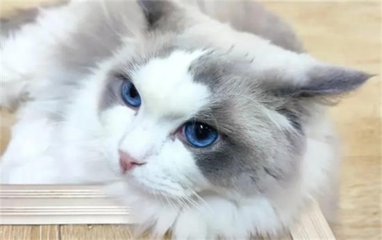 布偶猫有什么样的性格特点