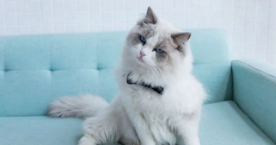 布偶猫什么颜色价格最贵？