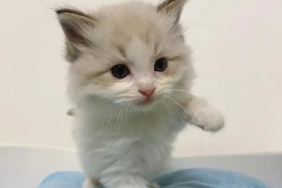 布偶猫价格和养育事项