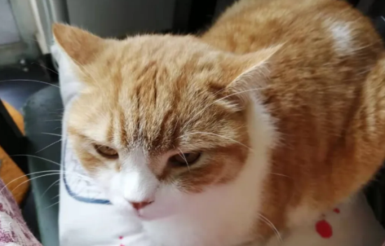 布偶猫和什么品种猫配种最好?