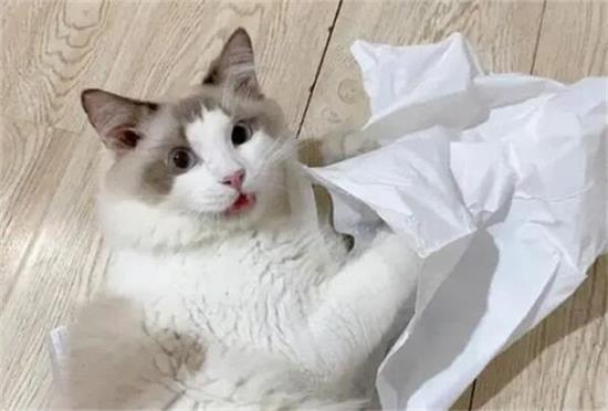 “布偶猫”养公猫好还是养母猫好？