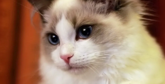 如何养好一只布偶猫