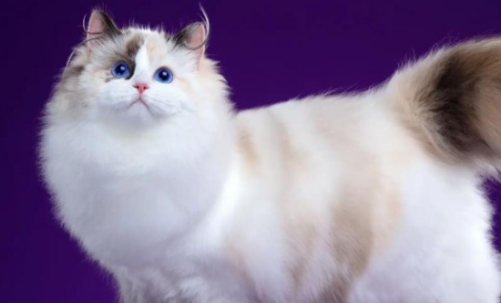 布偶猫怀孕后性格会变吗？