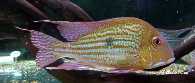 食土鲷饲养指南_红颊马面食土鲷_食土鲷品种介绍