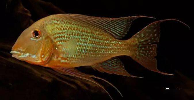 食土鲷饲养指南_食土鲷品种介绍_红颊马面食土鲷