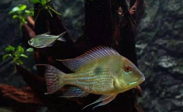 红颊马面食土鲷_食土鲷饲养指南_食土鲷品种介绍