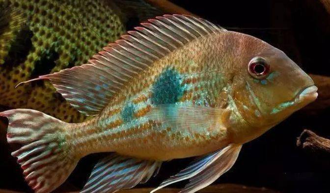 食土鲷品种介绍_食土鲷饲养指南_红颊马面食土鲷