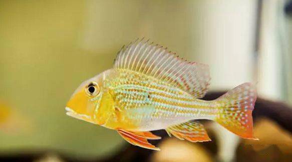 食土鲷品种介绍_红颊马面食土鲷_食土鲷饲养指南