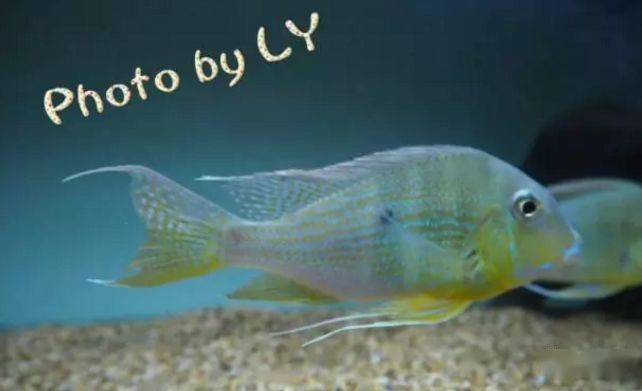 食土鲷品种介绍_红颊马面食土鲷_食土鲷饲养指南