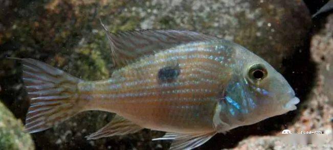 食土鲷品种介绍_红颊马面食土鲷_食土鲷饲养指南