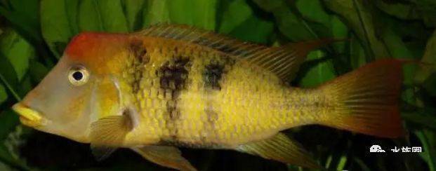 食土鲷品种介绍_红颊马面食土鲷_食土鲷饲养指南