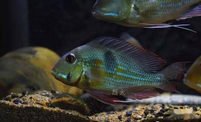 红颊马面食土鲷_食土鲷饲养指南_食土鲷品种介绍