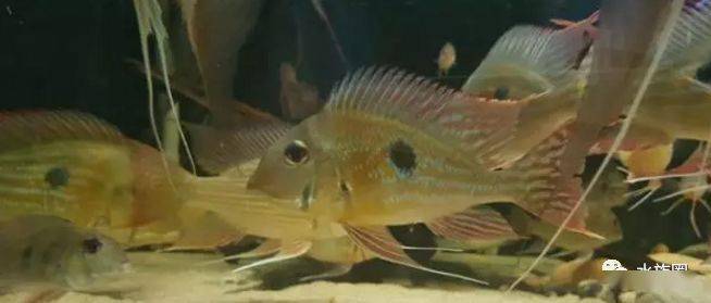 红颊马面食土鲷_食土鲷饲养指南_食土鲷品种介绍