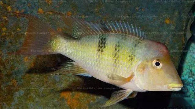 食土鲷饲养指南_红颊马面食土鲷_食土鲷品种介绍