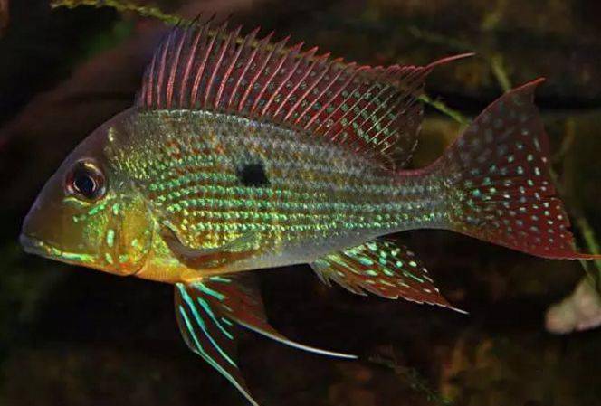 食土鲷饲养指南_红颊马面食土鲷_食土鲷品种介绍