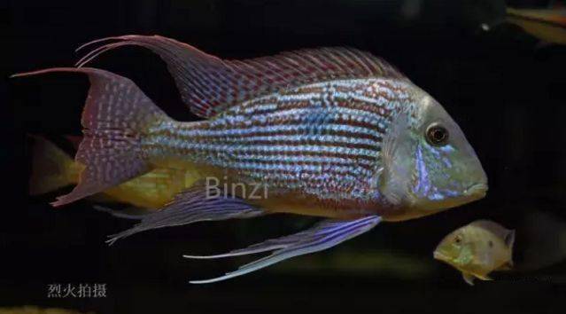 食土鲷饲养指南_食土鲷品种介绍_红颊马面食土鲷