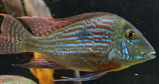 食土鲷饲养指南_红颊马面食土鲷_食土鲷品种介绍