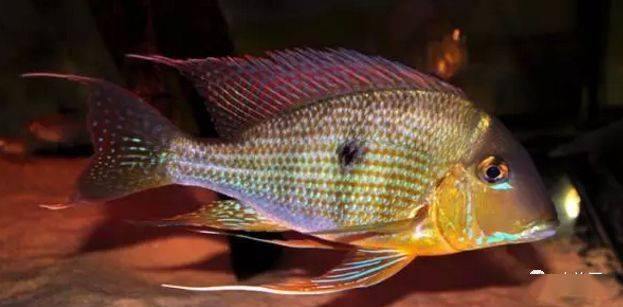 食土鲷饲养指南_红颊马面食土鲷_食土鲷品种介绍