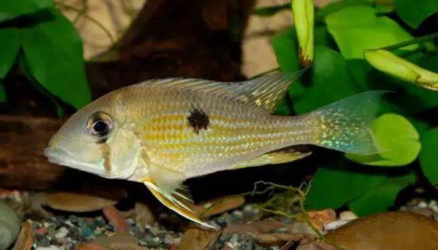 食土鲷品种介绍_红颊马面食土鲷_食土鲷饲养指南