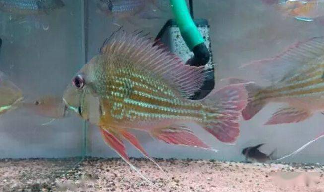 食土鲷饲养指南_红颊马面食土鲷_食土鲷品种介绍