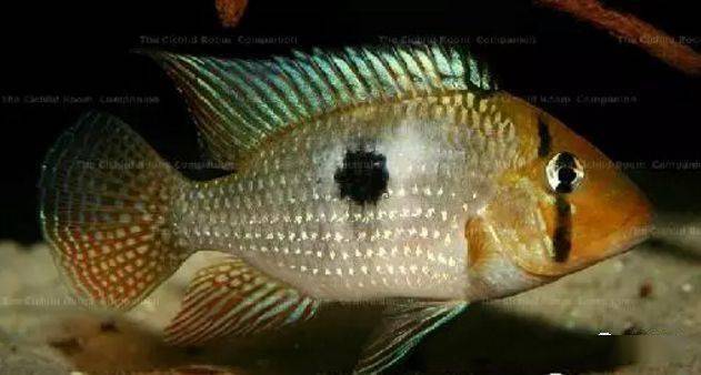 食土鲷饲养指南_红颊马面食土鲷_食土鲷品种介绍