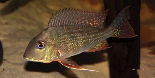 食土鲷品种介绍_食土鲷饲养指南_红颊马面食土鲷