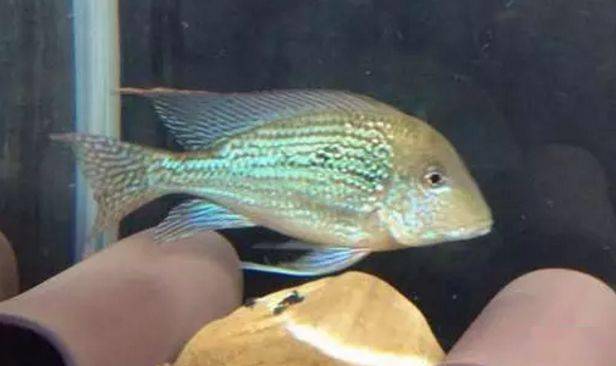 食土鲷饲养指南_红颊马面食土鲷_食土鲷品种介绍